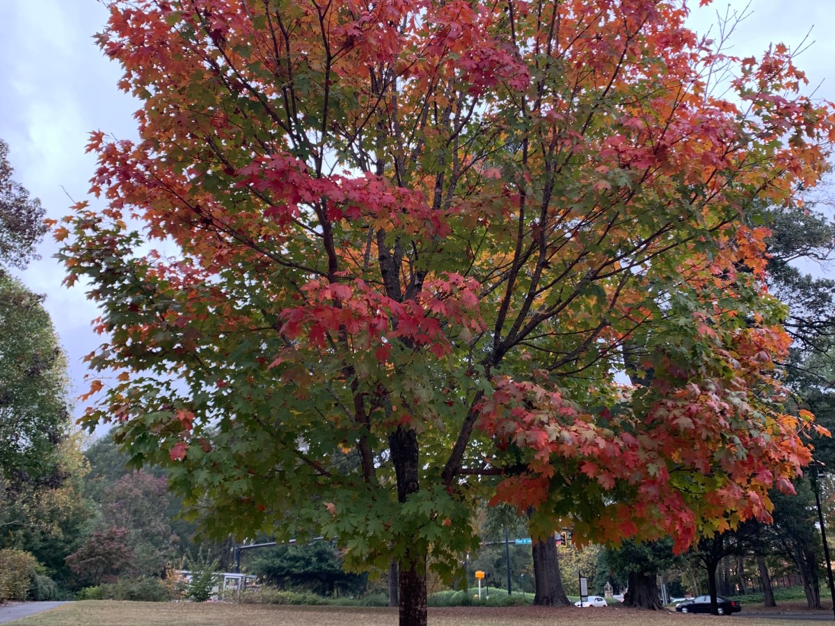 Every leaf speaks bliss to me…